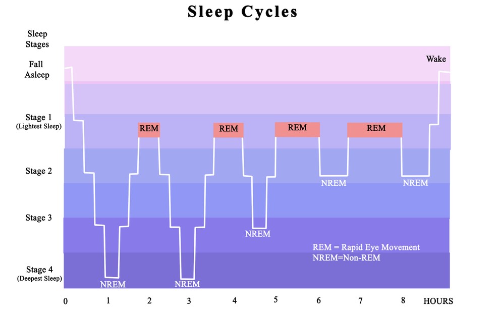 LES 3 PHASES DU SOMMEIL